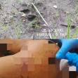 Serangan Harimau Kembali Makan Korban, Sepekan 2 Nyawa Melayang di HTI APRIL Group