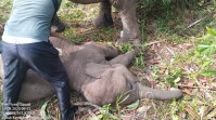 Anak Gajah Betina Muda 