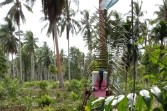 Di Balik Optimisme Industri Kelapa, Ada Suara Petani yang Berharap Didengar