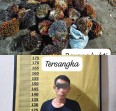 Polsek Pangkalan Kuras Amankan Pencuri Buah Kelapa Sawit PT. SBP