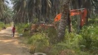 PT Serikat Putera Kembali Berulah, Konflik Belum Selesai, Malah Replanting Sawit
