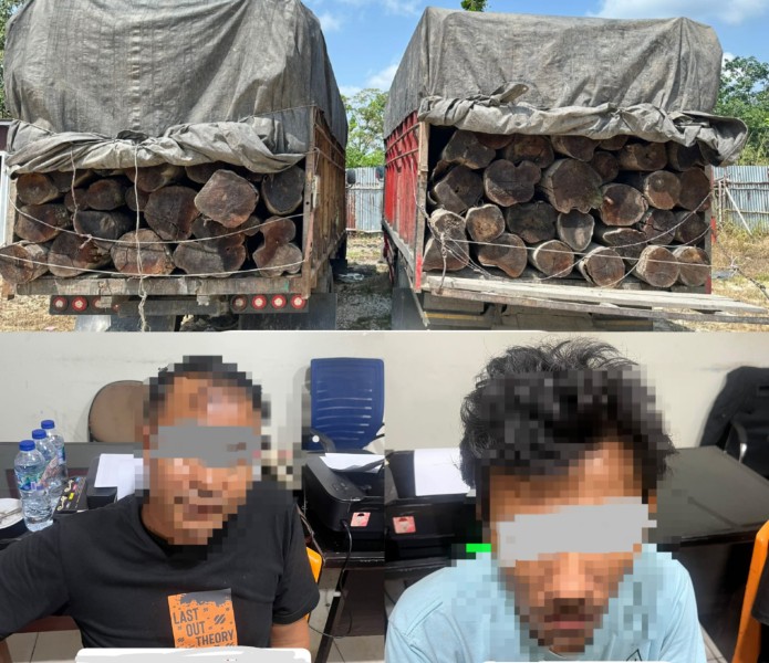 Bawa 2 Truk Kayu Tanpa Dokumen ke Pekanbaru, Para Pelaku Dibekuk Polisi