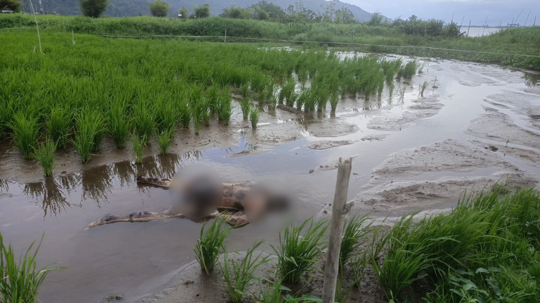 Mayat Tanpa Identitas Ditemukan di Pinggir Danau Kerinci