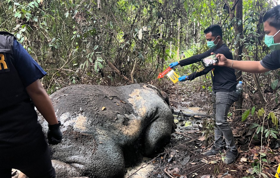 Soal Kematian Gajah Sumatera Diareal Konsesi PT RAPP, Polisi Periksa 33 Saksi