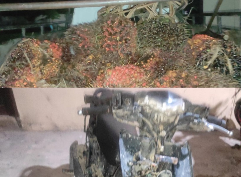 Ninja Sawit Kembali Beraksi, 48 Tandan Digondol, Dua Pelaku Berakhir di Polsek Langgam