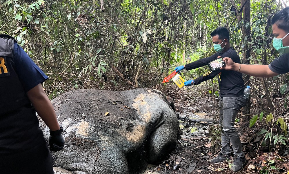 Kepala Terpotong, Gajah Sumatera Ditemukan Mati di Areal Konsesi PT RAPP