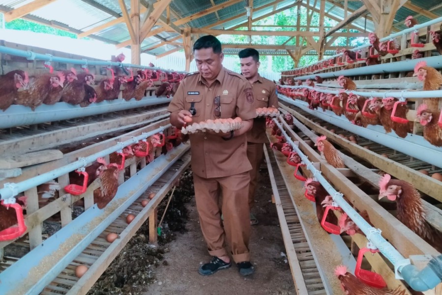 Ketahanan Pangan Menguat, Ratusan Ayam Petelur BUMDes Hasilkan Ratusan Telur per Hari