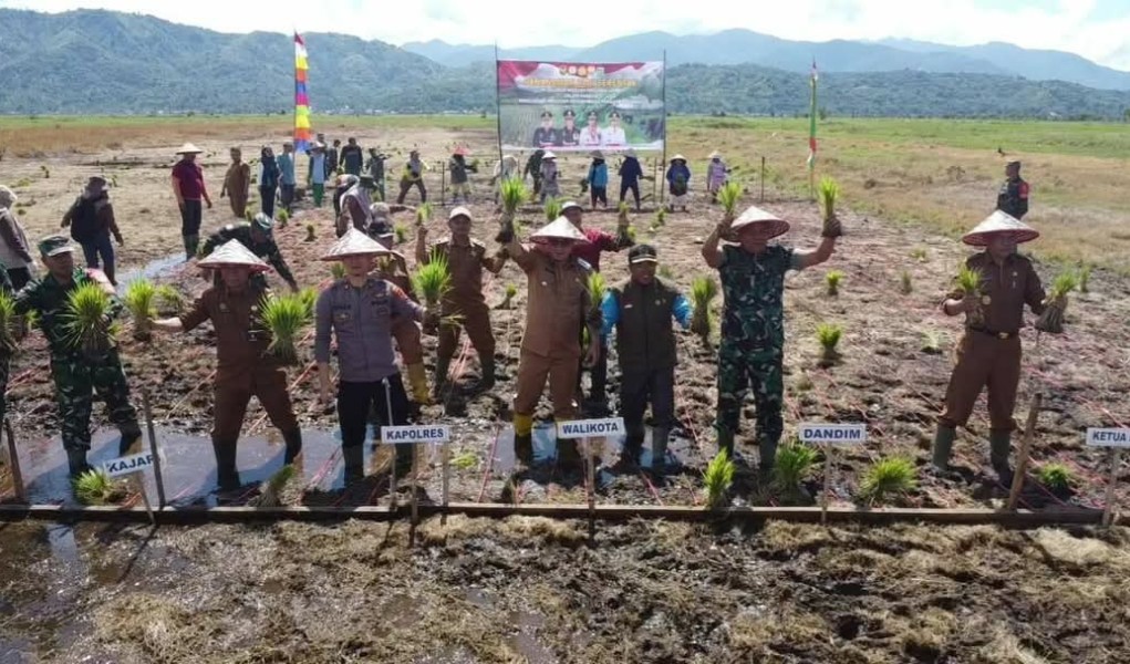 Dukung Swasembada Pangan, Kodim 0417/Kerinci Tanam Padi Serentak di Kerinci dan Sungaipenuh