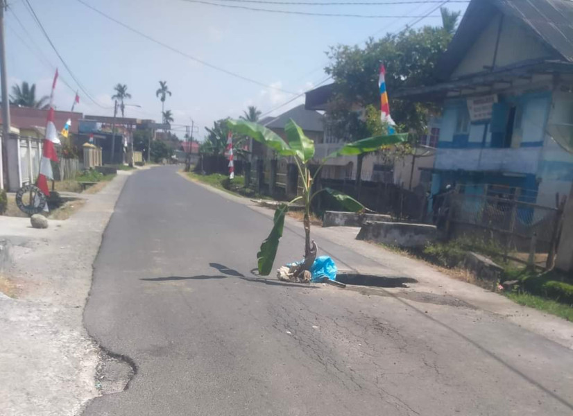 Warga Dapil Pimpinan DPRD Sungaipenuh Tanam Pohon Pisang di Jalan Berlobang