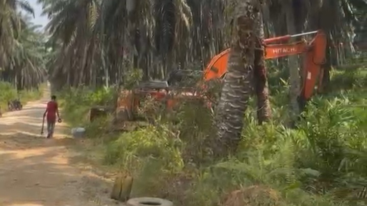 PT Serikat Putera Kembali Berulah, Konflik Belum Selesai, Malah Replanting Sawit